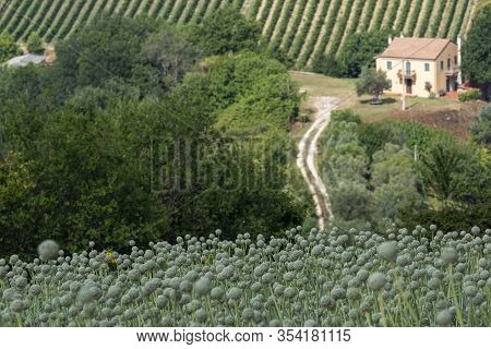 Rural Landscape At Summer Near Ripatransone, Ascoli Piceno, Marches, Italy. Onions