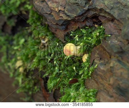 Yellow Fungus With Moss On Dead Tree Trunk In Woodland.
