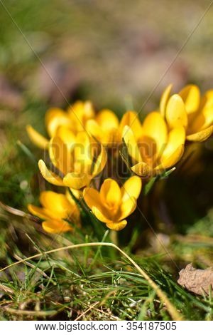 Yellow Crocuses In The Garden Of The Harbingers Of Spring.
