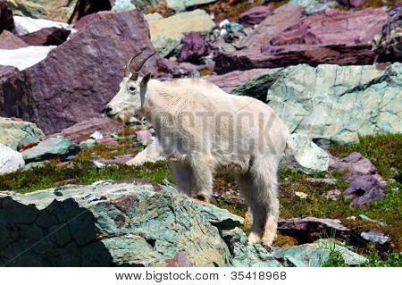 Горный козел (Oreamnos americanus)