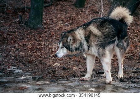 Portrait Of A Thoroughbred Animal Sled Dog Breed Alaskan Malamute. Adult Obedient Pet Beautiful Gray
