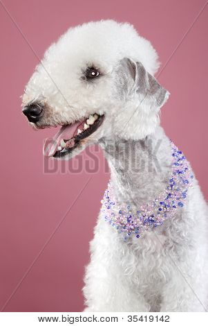 Bedlington Terrier su sfondo rosa