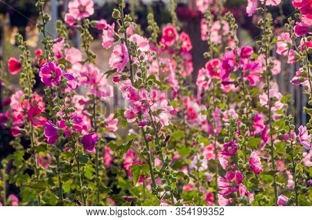 Beautiful Blooming Hollyhock Or Alcea Flowers In Garden.