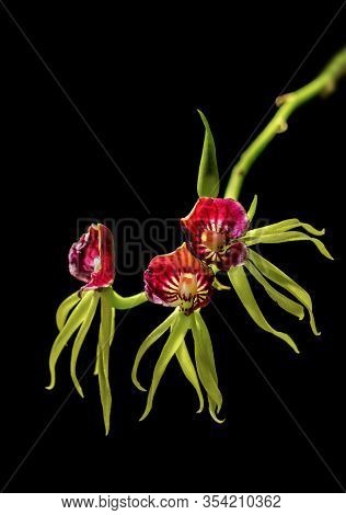 Red And Yellow Orchid Flowers On Black Background