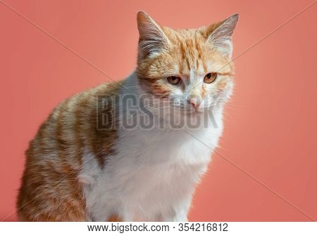 White-red Cat On An Orange Background Looks With Reproach