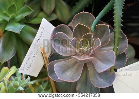 Echeveria Runyanii Topsy Turvy, A Mexican Hen And Chicks Succulents. A Small Globe Shaped Clustering