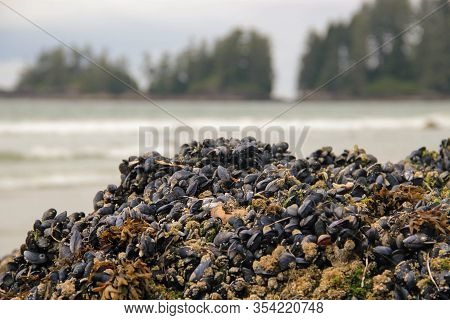 Shellfish And Mussels On A Rock In Low Tide, Canadian Coast Vancouver Island, British Columbia, Cana