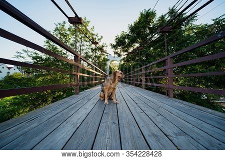 A Stray Dog Sits On A Wooden Bridge Over The Dagomys Mountain River In Sochi Russia