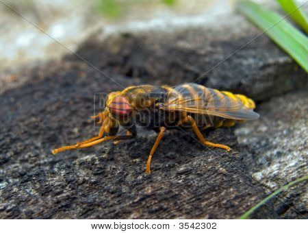 Tabanus 비행