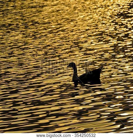 Duck At Artificial Lake, Samborondon, Ecuador