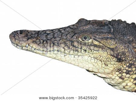A fej, a krokodil közelről.
