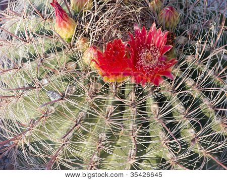 Arizona Barrel Cactus