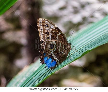 Black And Blue Butterfly Resting On A Leaf