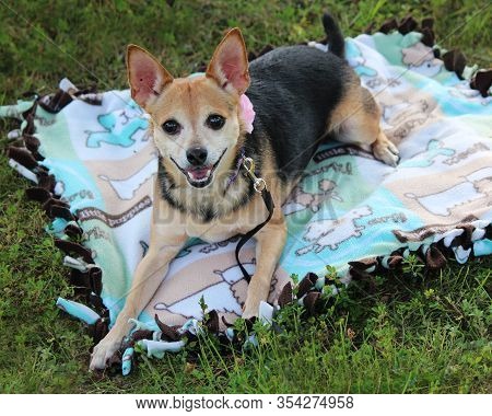 Chorkie (chihuahua Yorkie Mix) On A Blanket In The Grass