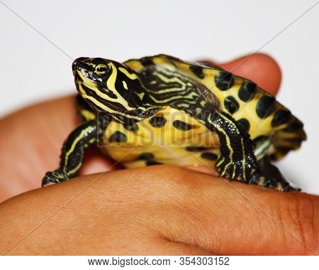 A Young Yellow Bellied Slider Turtle Close Up