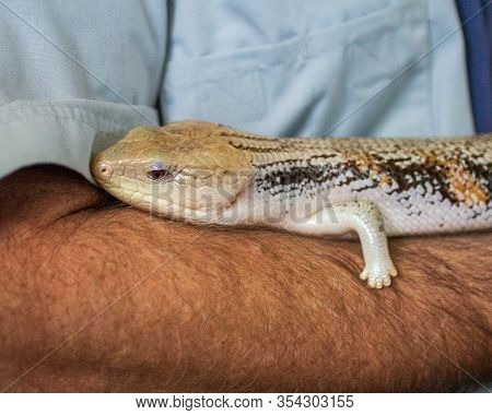 A Close Up Of A Lizard Resting On A Mans Arm