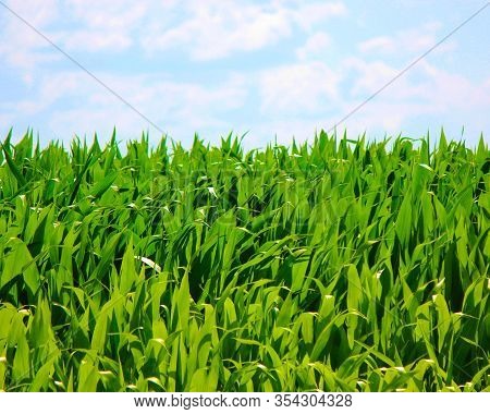 Field Of Corn Stalks In A Farm Field