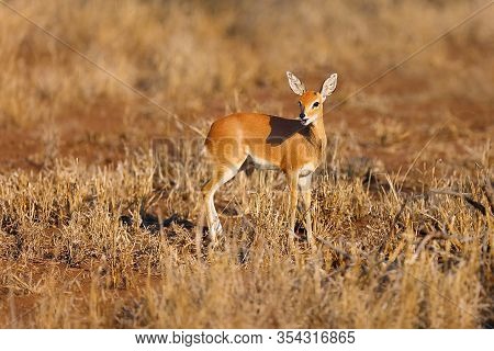 The Steenbok (raphicerus Campestris) Is Hidden In Bush. Young Cute Antelope Steenbock In A Dry Savan