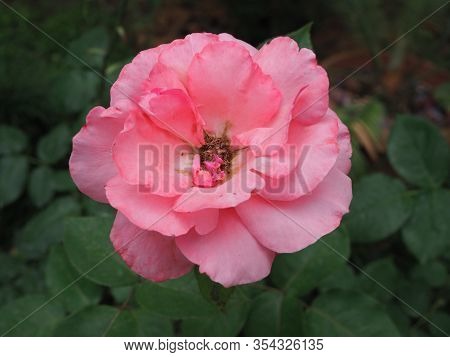 Wild Rose With Droplets In Summer Evening