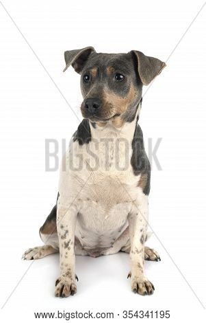 Brazilian Terrier In Front Of White Background