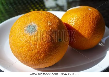 Rotten Citrus. Penicillium Mold On An Orange Fruit. Microscopic Fungi Producing Penicillin Antibioti