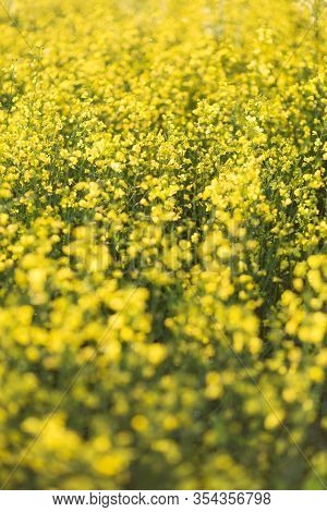 Beautiful Flowering Colza Field Close-up. Soft Focus