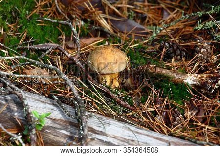 Sunny Autumn Day. On A Motley Background Among A Moss And The Fallen-down Needles There Is A Yellow 