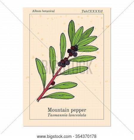 Mountain Pepper Tasmannia Lanceolata , Or Tasmanian Pepperberry, Medicinal Plant. Hand Drawn Botanic