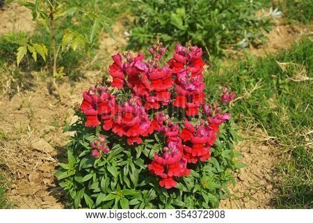 Close Up Of Best Annual Flowers, Red Antirrhinum Majus,  Flowers, Commom Snapdragon Flowering Plants