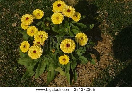 Close Up Beautiful Indian Calendula Officinalis, Pot Marigold, Rubbles, Common Marigold Or Scotch Ma