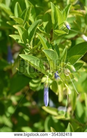 Blue Angels Trumpet - Latin Name - Iochroma Australis