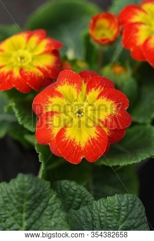 Orange And Yellow English Primrose - Latin Name - Primula Polyanthus Hybrids