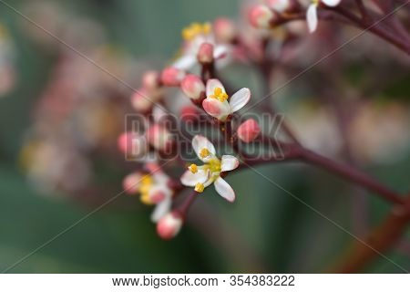 Skimmia Rubella Flowers - Latin Name - Skimmia Japonica Rubella
