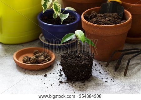 Transplanting Ficus Benjamin Into Large Pots. Tools And Plants On The Background Of The Room.