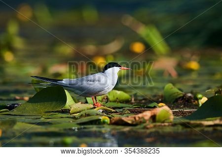 Common Tern (sterna Hirundo) Sitting On Aquatic Vegetation In The Mouth Of The Danube Delta, Romania