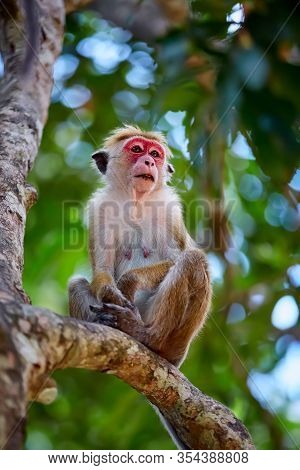Old Monkey Sitting On A Tree. Toque Macaque (macaca Sinica) In Wilpattu. Wildlife Scene From Sri Lan