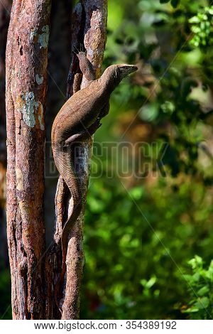 Bengal Monitor (varanus Bengalensis) Or Common Indian Monito, Resting On A Tree In Wilpattu National