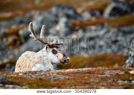 This Polar Reindeer (rangifer Tarandus) Doesn't Carry Any Christmas Presents With Santa. It Is A Res