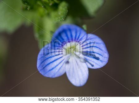 Birdeye Speedwell Flower, Veronica Persica, Has Remarkable Medicinal Powers Out Of Proportion To Its