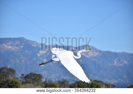 Beautiful Wings On A Great Egret Extended In Flight.