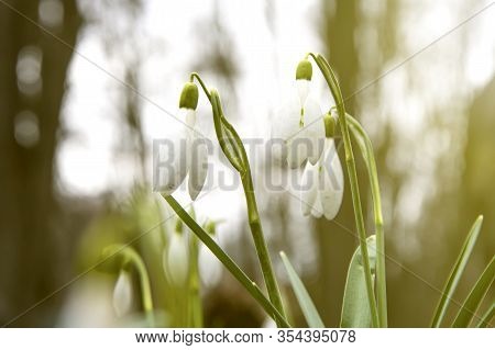 Crocus Blooms City Image Photo Free Trial Stock Crocus Blooms City Image Photo Free