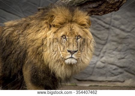 Beautiful Animals. Hamburg Zoo In Germany, Lion Looking Into Camera