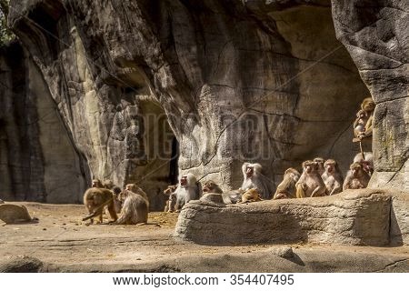 Beautiful Animals. Hamburg Zoo In Germany, Many Apes