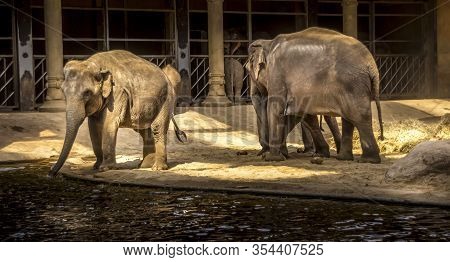Beautiful Animals. Hamburg Zoo In Germany, Big Elephants