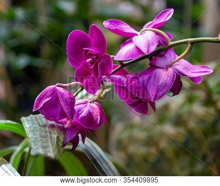 Beautiful Bright Purple Orchids On A Stem