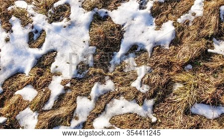 The Snow Is Almost Gone. Through The Thaw Of Snow Dry Grass Is Visible. Early Spring