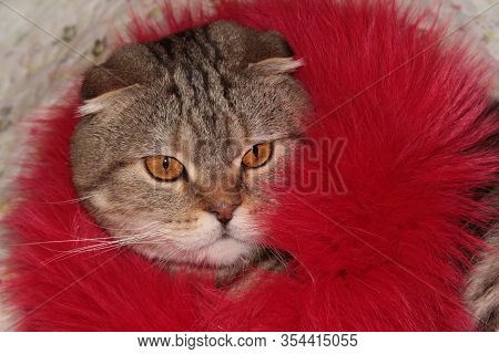 Cat Close-up. Portrait Of A Cat In Red Fur. Hid In An Artificial Fur Coat.