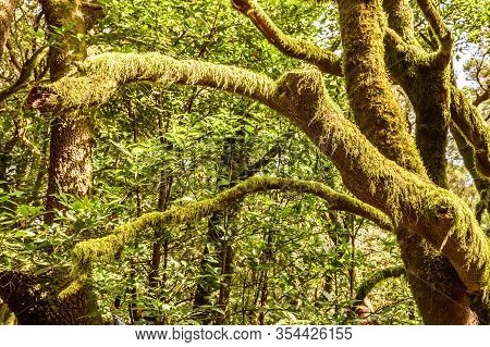Monteverde Canary Islands Of Laurisilvas With Morella Faya Beech Trees, Covered With Moss And Lichen