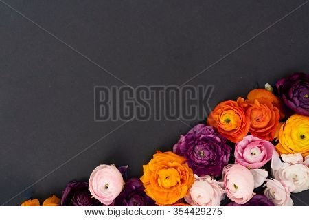 Ranunculus Flowers Border On Minimal Black Background