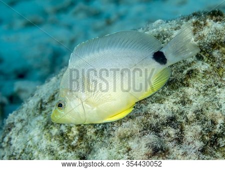 Butter Hamlet (hypoplectrus Unicolor) Swimming Over A Coral Reef - Bonaire